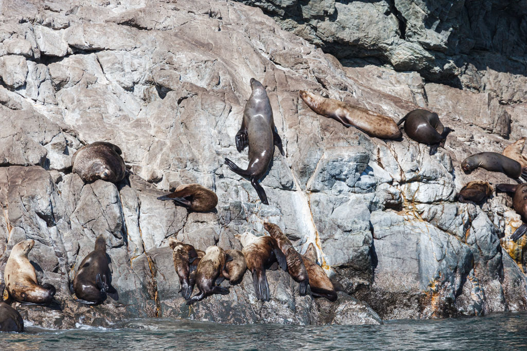 Steller sea lions [T3i_0696]