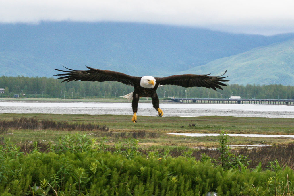 An eagle on final approach [XTi_4164]