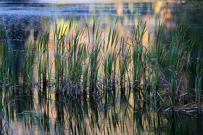 Lefferts Pond reeds