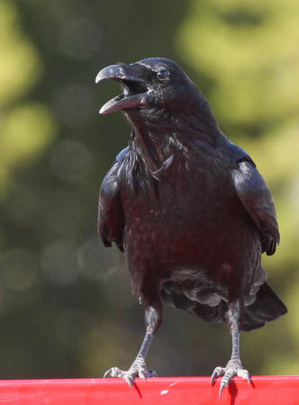 Mouthy Raven near Old Faithful [40D_1279.jpg]