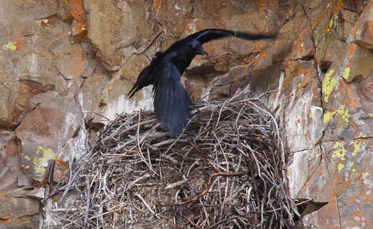 Father Raven leaves the nest after feeding his wife [40D_1475.jpg]