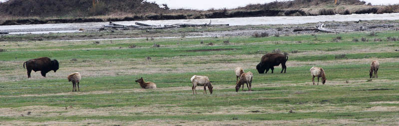 Elk and Bison in the Lamar Valley [40D_1523.jpg]