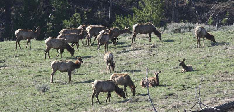 Several elk [40D_1599.jpg]