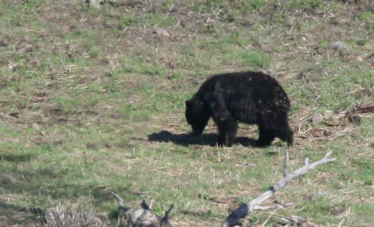 Black bear in the Lamar Valley [40D_1608.jpg]