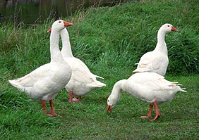 Four geese