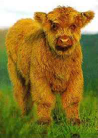 Highland calf