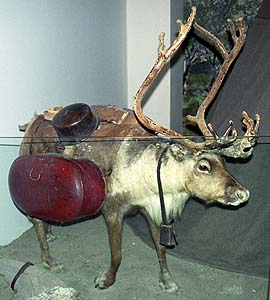 Sami Reindeer