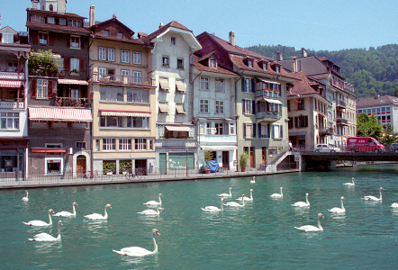 Swans on the Aare River in Thun