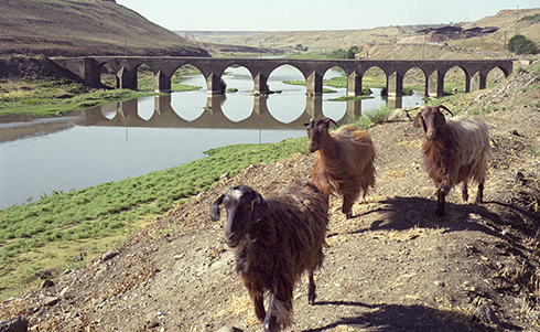 Goats along the Tigris River