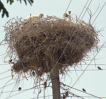 Stork's nest