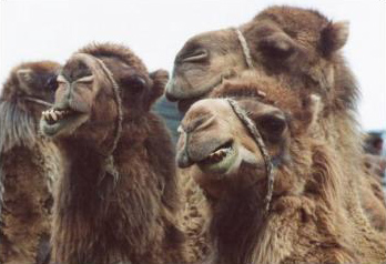 Camels chewing
