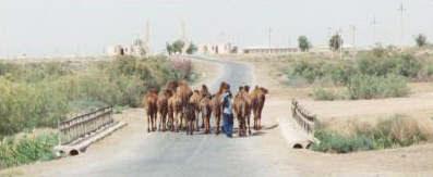 Camels blocking road