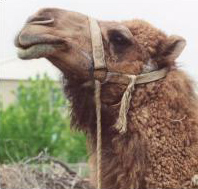 A proud camel