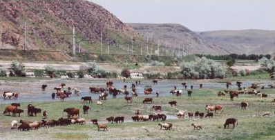 Cattle and sheep by river