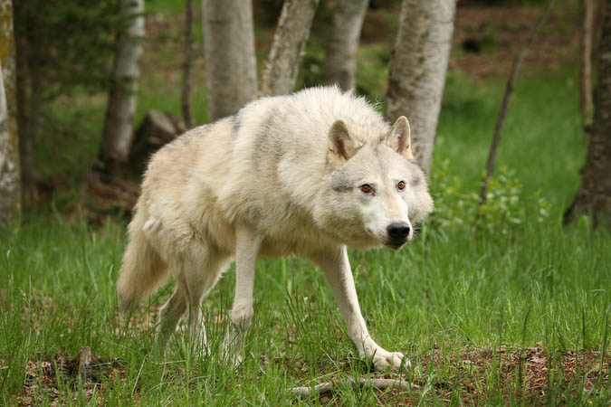 Tundra Wolf