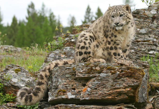 Snow Leopard