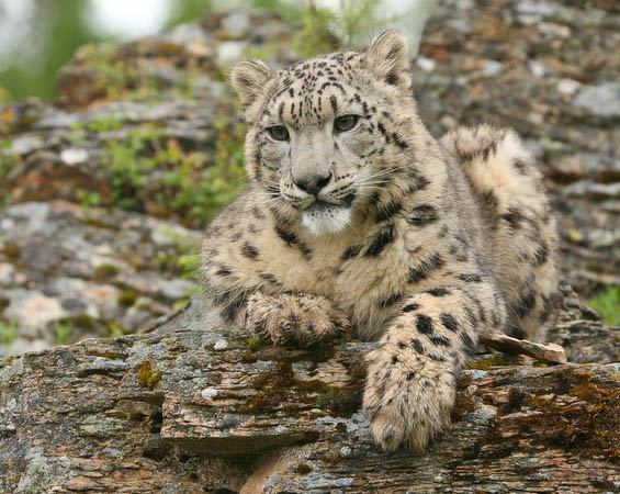 Snow Leopard