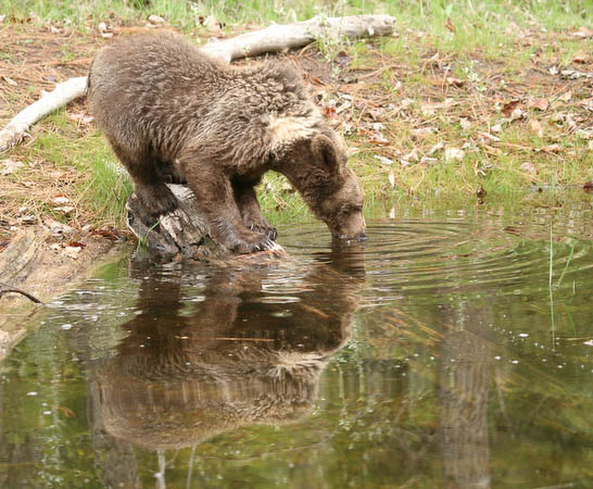 Grizzly Bear (yearling)