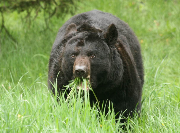 Black Bear