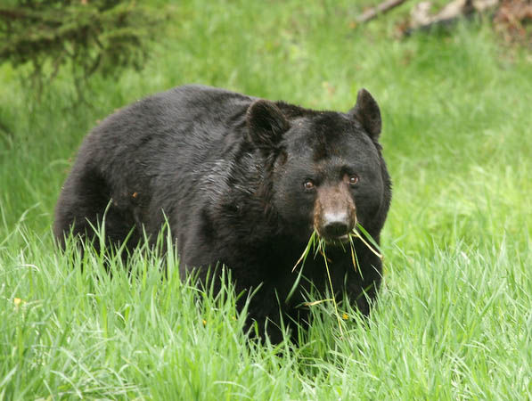 Black Bear