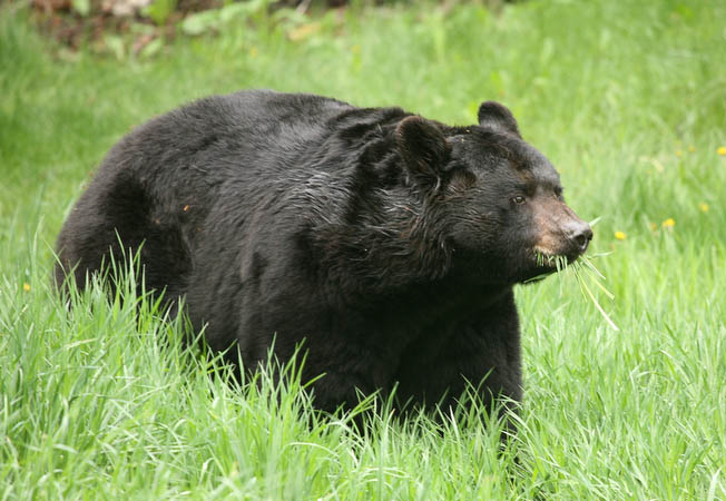 Black Bear