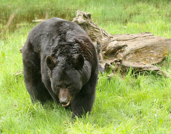 Black Bear