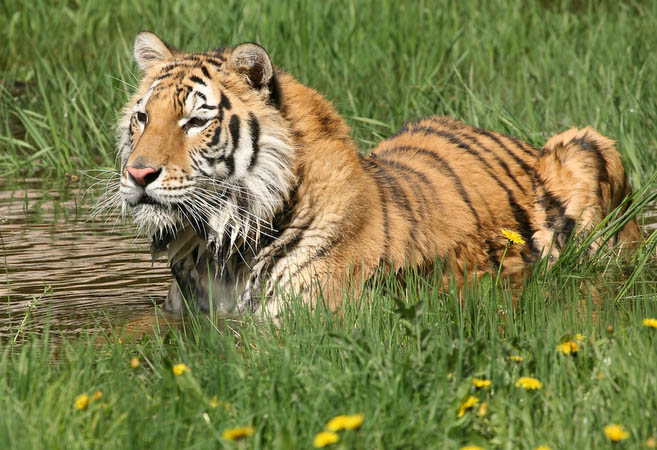 Siberian Tiger