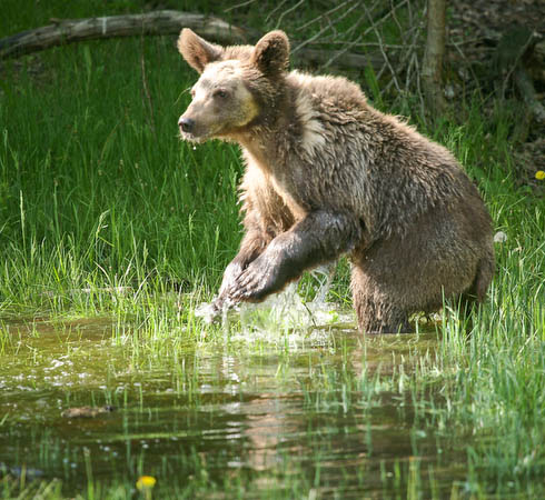 Gizzly Bear (yearling)