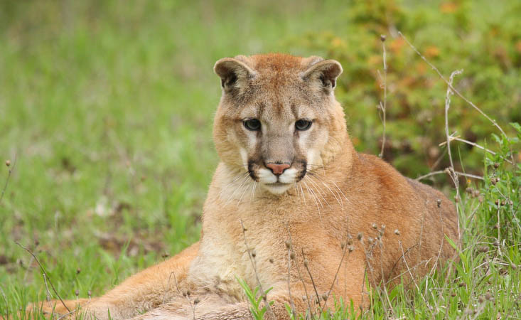 Mountain Lion