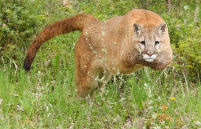 Mountain Lion