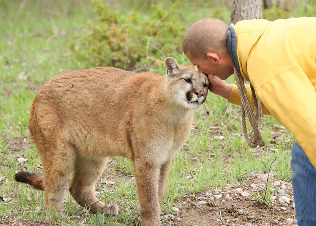 Mountain Lion